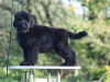 Zusätzliche Fotos: Schwarze russische Terrier-Welpen zu verkaufen.