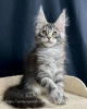 Foto №4. Ich werde verkaufen maine-coon-katze in der Stadt Калифорния Сити. quotient 	ankündigung - preis - verhandelt