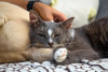 Zusätzliche Fotos: Die liebevolle Katze Hermes sucht eine Familie!