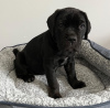 Foto №3. CANE CORSO WELPE. USA