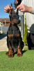 Foto №3. Dobermann-Welpen zu verkaufen. Serbien