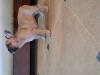 Foto №2 zu Ankündigung № 8650 zu verkaufen französische bulldogge - einkaufen Weißrussland quotient 	ankündigung