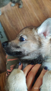 Foto №2 zu Ankündigung № 4056 zu verkaufen tschechoslowakischer wolfhund - einkaufen Russische Föderation züchter