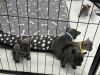 Zusätzliche Fotos: Atemberaubende Französische Bulldoggenwelpen
