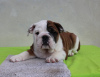 Zusätzliche Fotos: Englische Bulldogge