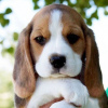 Foto №4. Ich werde verkaufen beagle in der Stadt Neuss. quotient 	ankündigung - preis - 426€