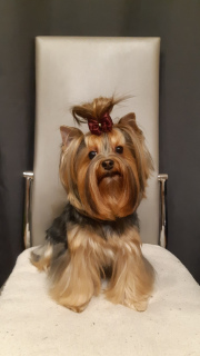 Foto №3. Yorkshire Terrier Welpen. Russische Föderation