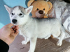 Foto №2 zu Ankündigung № 17607 zu verkaufen siberian husky - einkaufen Russische Föderation quotient 	ankündigung