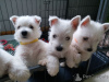 Foto №2 zu Ankündigung № 44885 zu verkaufen west highland white terrier - einkaufen Litauen quotient 	ankündigung