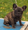 Zusätzliche Fotos: Französische Bulldogge (RKF / FCI) - umgekehrter Tiger für die Show