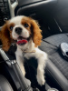 Foto №1. cavalier king charles spaniel - zum Verkauf in der Stadt Woronesch | 185€ | Ankündigung № 67287