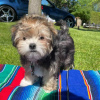 Foto №1. yorkshire terrier - zum Verkauf in der Stadt Denver | Frei | Ankündigung № 22348