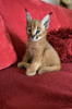 Foto №1. caracal - zum Verkauf in der Stadt Oberhausen | 300€ | Ankündigung № 99749