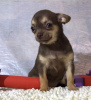 Foto №3. Welpe für Verkauf Chihuahua Weißkitzflieder. Russische Föderation