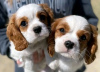 Foto №2 zu Ankündigung № 123827 zu verkaufen cavalier king charles spaniel - einkaufen Finnland quotient 	ankündigung, züchter