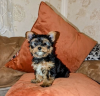 Foto №1. yorkshire terrier - zum Verkauf in der Stadt Alytus | 400€ | Ankündigung № 127590