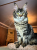 Foto №1. maine-coon-katze - zum Verkauf in der Stadt Regensburg | 400€ | Ankündigung № 106947