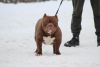 Foto №1. american bully - zum Verkauf in der Stadt Vitebsk | 1300€ | Ankündigung № 82232