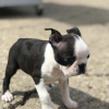 Foto №1. boston terrier - zum Verkauf in der Stadt Дельбрюк | 390€ | Ankündigung № 123263