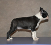 Zusätzliche Fotos: Boston Terrier Welpen zu verkaufen