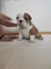 Foto №2 zu Ankündigung № 80774 zu verkaufen englische bulldogge - einkaufen Serbien züchter