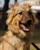 Foto №2 zu Ankündigung № 10991 zu verkaufen mischlingshund - einkaufen Russische Föderation quotient 	ankündigung