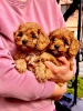 Foto №1. cavalier king charles spaniel - zum Verkauf in der Stadt Zrenjanin | verhandelt | Ankündigung № 103851