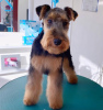 Foto №2 zu Ankündigung № 109368 zu verkaufen welsh terrier - einkaufen Serbien züchter