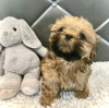 Foto №1. shih tzu - zum Verkauf in der Stadt Montreal | 473€ | Ankündigung № 103642