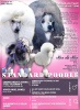 Foto №3. Standard poodle. Serbien