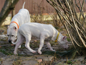 Foto №2 zu Ankündigung № 4036 zu verkaufen dogo argentino - einkaufen Russische Föderation vom kindergarten