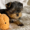 Foto №4. Ich werde verkaufen yorkshire terrier in der Stadt Франкфурт-на-Майне. quotient 	ankündigung - preis - 265€