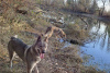 Zusätzliche Fotos: Tschechoslowakische Wolfshundwelpen