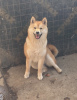 Foto №3. Shiba Inu Welpen. Serbien