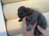 Foto №2 zu Ankündigung № 13246 zu verkaufen französische bulldogge - einkaufen Weißrussland züchter