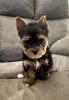 Foto №2 zu Ankündigung № 56605 zu verkaufen yorkshire terrier - einkaufen Deutschland quotient 	ankündigung