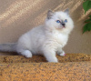 Foto №1. ragdoll-katze - zum Verkauf in der Stadt Bridgeport | 189€ | Ankündigung № 83558