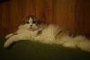 Foto №3. Scottish Fold/Highland Fold Kater kitten. Polen