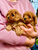 Foto №3. Cavapoo-Welpen zu verkaufen. Serbien