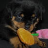 Foto №3. Rottweiler-Welpen. Weißrussland