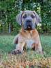 Foto №3. Cane Corso (FCI). Polen