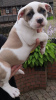Foto №3. Stamboom Amerikaanse Bulldog-Welpen. Niederlande