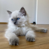 Foto №1. ragdoll-katze - zum Verkauf in der Stadt Гамбург | 399€ | Ankündigung № 101799