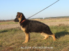Foto №2 zu Ankündigung № 15363 zu verkaufen deutscher schäferhund - einkaufen Ukraine vom kindergarten