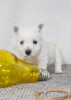Foto №1. west highland white terrier - zum Verkauf in der Stadt Tiraspol | 800€ | Ankündigung № 92130