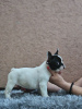Zusätzliche Fotos: Wunderschöne französische Bulldoggenwelpen