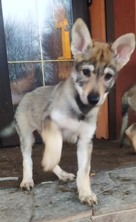 Foto №4. Ich werde verkaufen tschechoslowakischer wolfhund in der Stadt Tula. züchter - preis - verhandelt