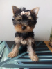 Foto №2 zu Ankündigung № 77748 zu verkaufen yorkshire terrier - einkaufen Polen 