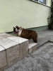 Foto №2 zu Ankündigung № 71608 zu verkaufen englische bulldogge - einkaufen Serbien züchter