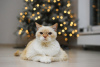 Zusätzliche Fotos: Die bezaubernde weiße Katze Donut sucht ein Zuhause und eine liebevolle Familie!